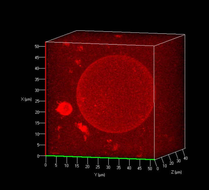 Fig. 1: Confocal fluorescent microscopy micrograph of a giant unilamellar vesicle formed from amphiphilic blockcopolymers.